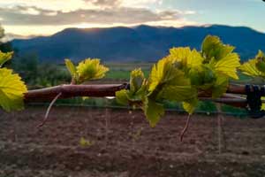 Brotación de las viñas en Bodegas Enate en la D.O. Somontano