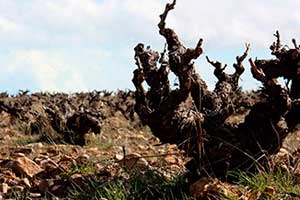 Cepa en los Pagos de Bodegas San Roman en Toro