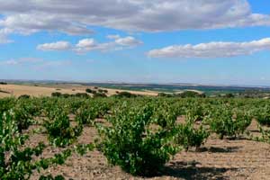 Finca El Romeral en Hacienda Terra d'Uro