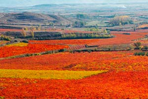 Viñedos de Marqués de Murrieta en otoño