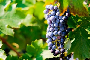 Racimo de uvas en los viñedos en Méntrida de la Bodega Jiménez Landi