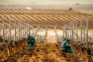 Trabajos a pie de viña en Pago de Carraovejas