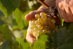 Vendimia manual en bodegas Gramona