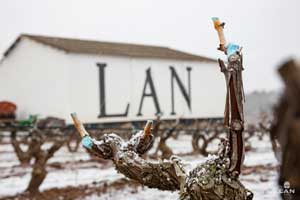 Viña Lanciano con sus cepas nevadas en Bodegas LAN