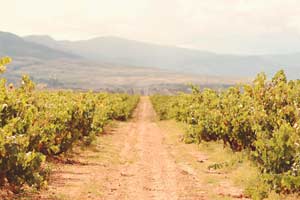 Viñedos de Marqués de Marqués de Murrieta en La Rioja