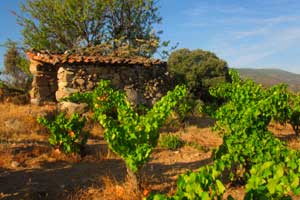 Cepas Bodegas Canopy