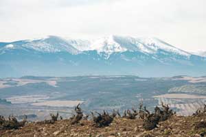 Cepas con el Moncayo al fondo en Bodegas Alto Moncayo