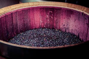 Fermentación del vino en la Bodega Marqués de Cáceres