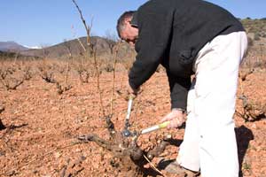 Labores de poda en bodegas Alto Moncayo