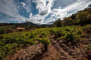 Paisaje en Bodegas Canopy