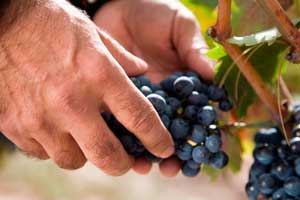 Comprobando la calidad de los racimos en Bodegas  Vinícola Real