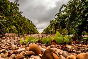 Suelos cubiertos de guijarros en Bodegas Belondrade