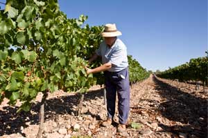 Trabajando en el viñedo en Bodegas Aragonesas