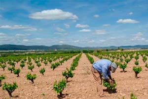 Trabajando en las viñas de Bodegas Mustiguillo