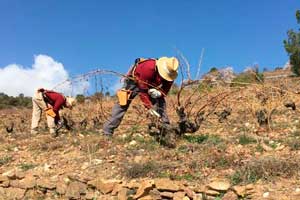 Poda en en Bodegas Arrayán