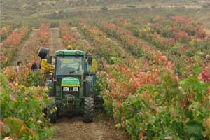 Vencimia en Bodegas Amézola de la Mora