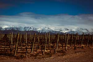 Viñedos en Altos las Hormigas