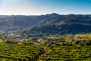 Vistas de lo viñedos de la bodega Coto de Gomariz