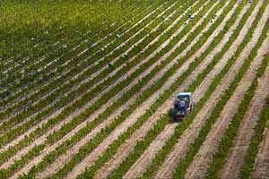 Viñedos en bodegas La Mejorada