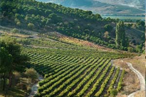 Viñedos de Arzuaga Navarro en la Rivera del Duero